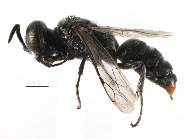 Image of Crabronid wasp