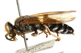 Image of Tachytes distinctus F. Smith 1856