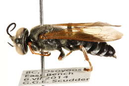 Image of Tachytes distinctus F. Smith 1856