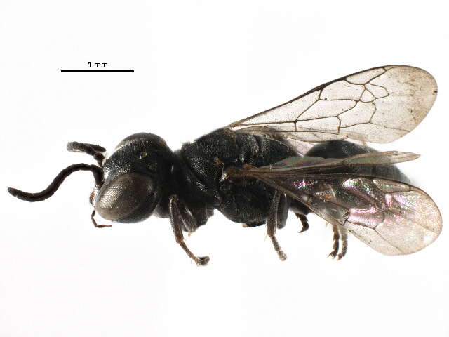 Image of Crabronid wasp