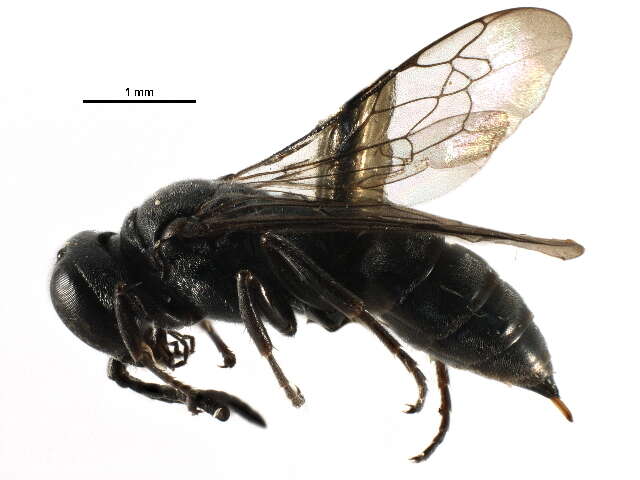 Image of Crabronid wasp