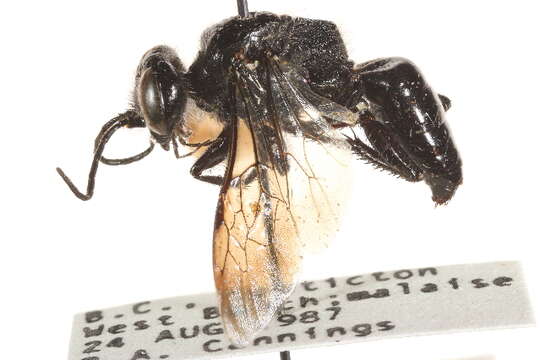 Image of Astata occidentalis Cresson 1881