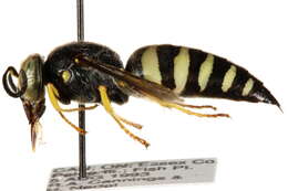 Image of Bicyrtes quadrifasciatus (Say 1824)