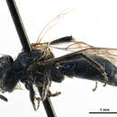 Image of <i>Andrena caerulea</i> Smith 1879