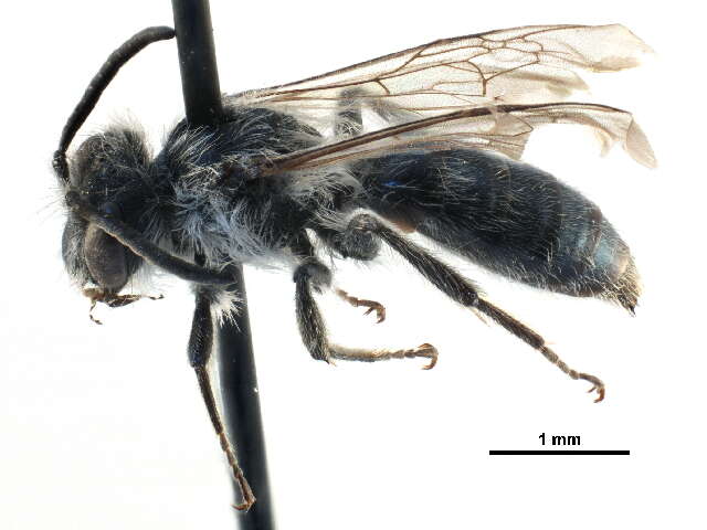 Image of Andrena caerulea Smith 1879