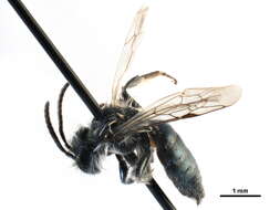 Image of Andrena caerulea Smith 1879