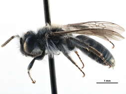 Image of Andrena caerulea Smith 1879