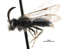 Image of Andrena caerulea Smith 1879