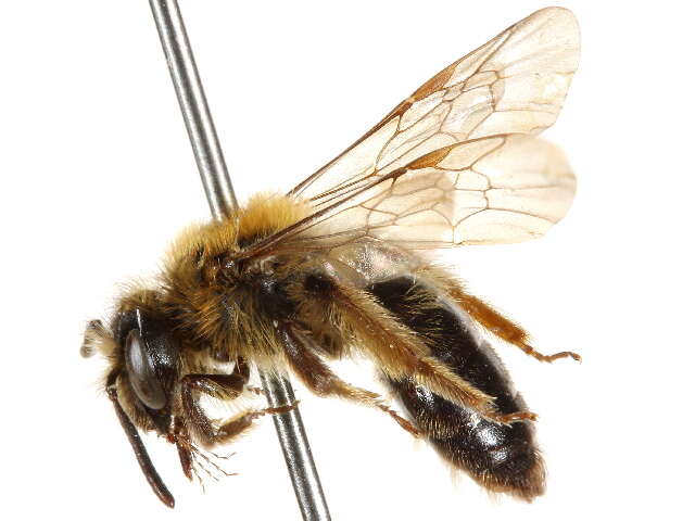 Image of Andrena nigrihirta (Ashmead 1890)