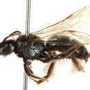 Image of Andrena nothocalaidis (Cockerell 1905)
