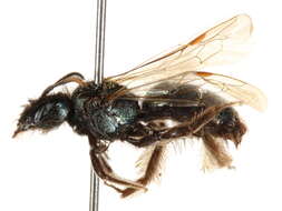 Image of Andrena nothocalaidis (Cockerell 1905)