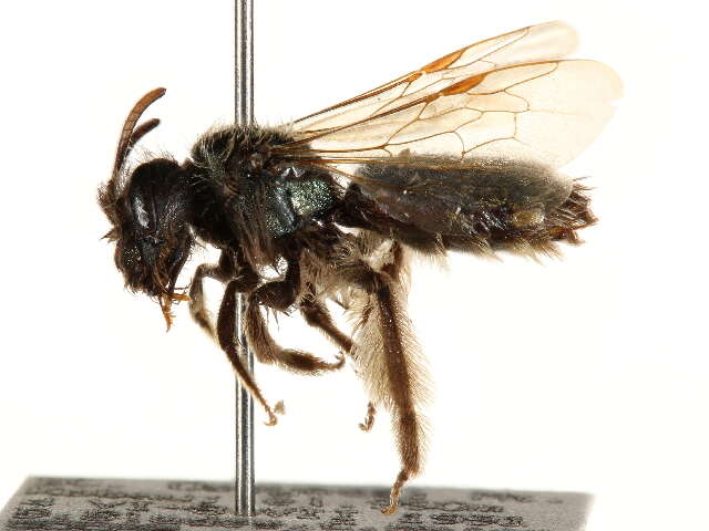 Image of Andrena nothocalaidis (Cockerell 1905)