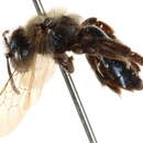 Image of Andrena sladeni Viereck 1924