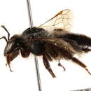 Image of Andrena vicinoides Viereck 1904