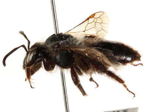 Image of Andrena vicinoides Viereck 1904