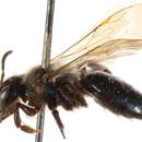 Image of Andrena walleyi Cockerell 1932