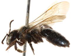 Image of Andrena walleyi Cockerell 1932