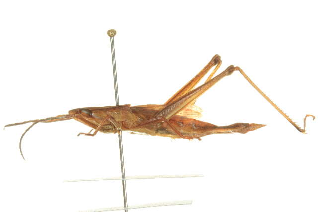 Pseudopomala brachyptera (Scudder & S. H. 1862)的圖片