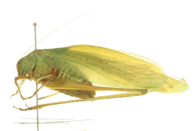 Image of Oblong-winged Katydid