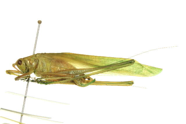 Image of Mexican Bush Katydid