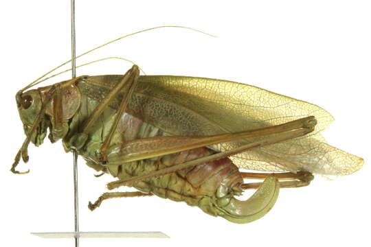 Image of Broad-winged Bush Katydid