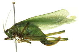 Image of Northern Bush Katydid