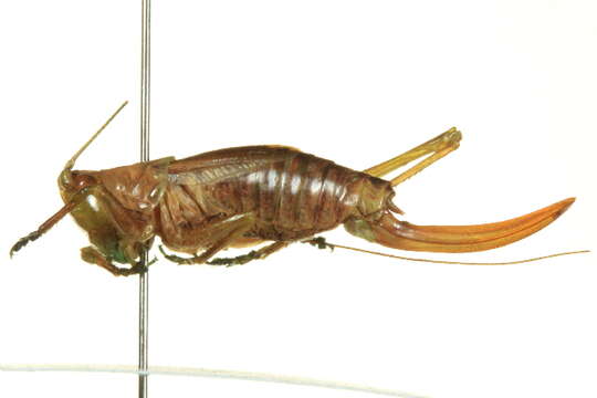 Слика од Conocephalus (Anisoptera) dorsalis (Latreille 1804)