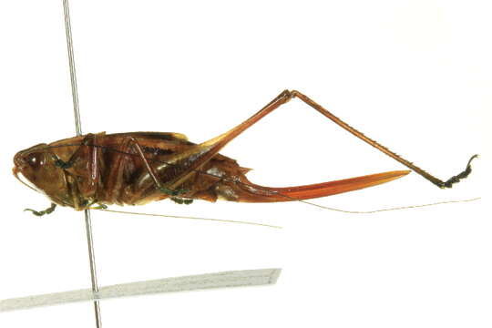 Слика од Conocephalus (Conocephalus) occidentalis (Morse 1901)