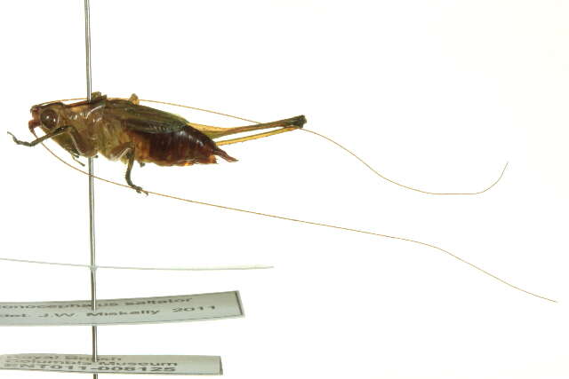 Слика од Conocephalus (Anisoptera) saltator (Saussure 1859)