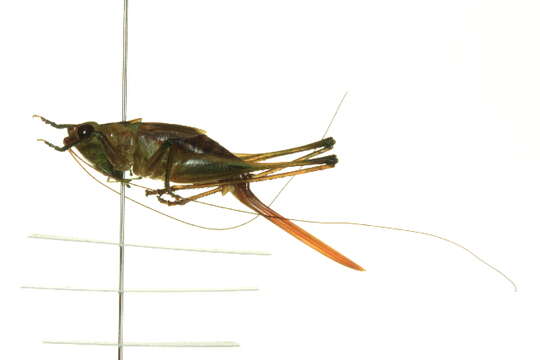 Image of Katydid