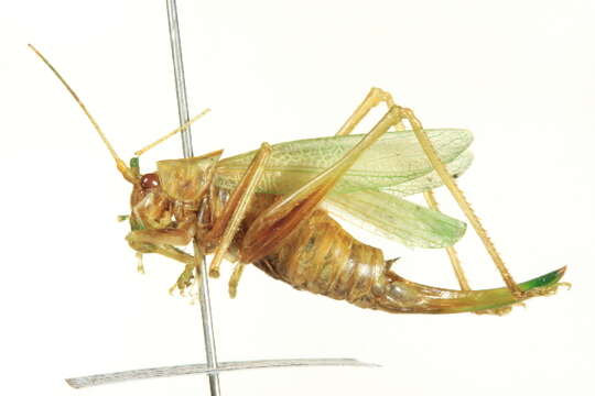 Image of Drumming Katydid