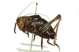 Image of Mormon Cricket