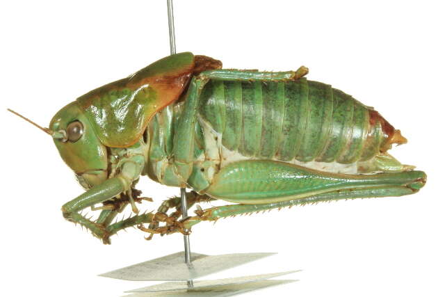 Image of Mormon Cricket