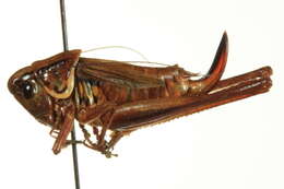 Image of Metrioptera roeseli