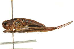 Image of Steiroxys trilineata (Thomas & C. 1870)