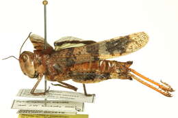 Image of Say's Grasshopper