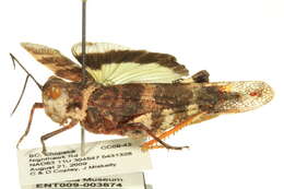 Image of Say's Grasshopper