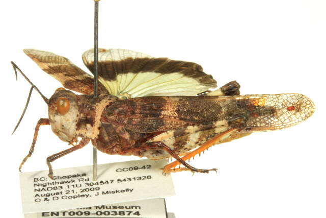 Image of Say's Grasshopper