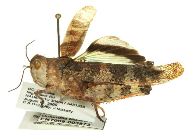 Image of Say's Grasshopper