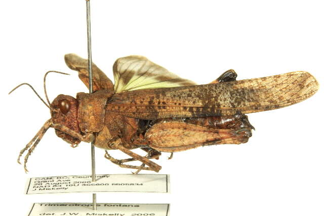 Trimerotropis fontana Thomas & C. 1876 resmi