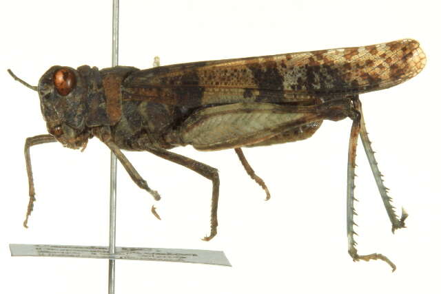 Trimerotropis fontana Thomas & C. 1876 resmi