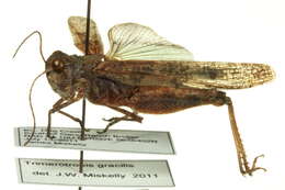 Trimerotropis gracilis (Thomas & C. 1872) resmi