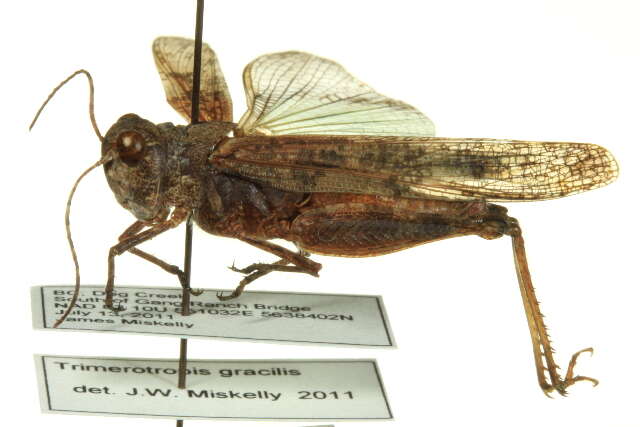 Trimerotropis gracilis (Thomas & C. 1872) resmi