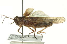 Trimerotropis gracilis (Thomas & C. 1872) resmi