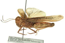 Trimerotropis gracilis (Thomas & C. 1872) resmi