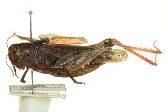 Image of Red-shanked Grasshopper