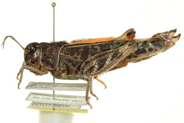 Xanthippus corallipes (Haldeman 1852)的圖片