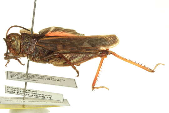 Image of Red-shanked Grasshopper