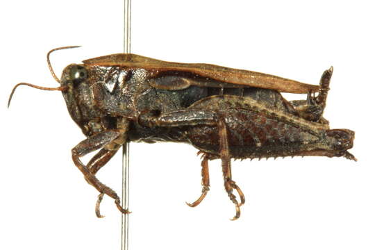 Image of Black-sided Pygmy Grasshopper