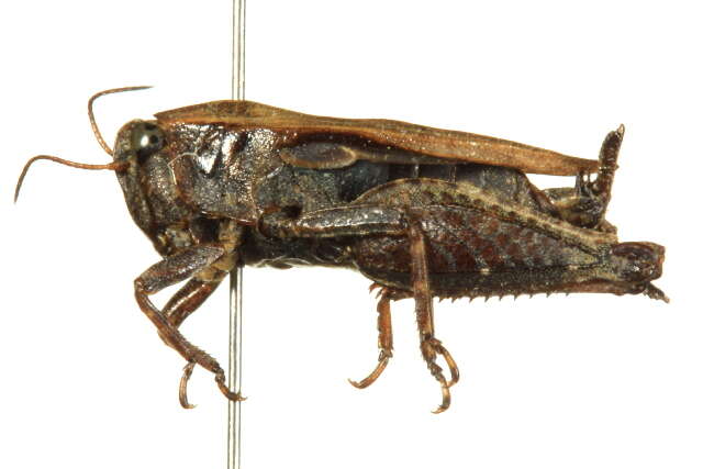 Image de Tettigidea lateralis (Say 1824)